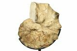 Cretaceous Ammonite (Mammites) Fossil with Metal Stand - Morocco #274597-1